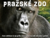 Gorilí rodina pražské ZOO
